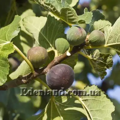 Изображение плоды