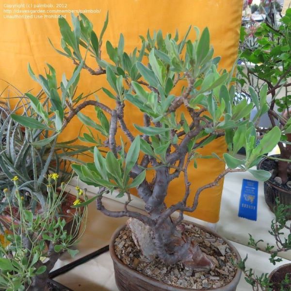 Зображення Отонна дуболиста - Othonna quercifolia