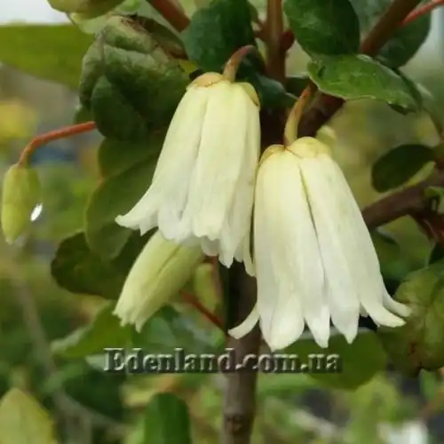 Изображение Кринодендрон Патагуа - Crinodendron patagua