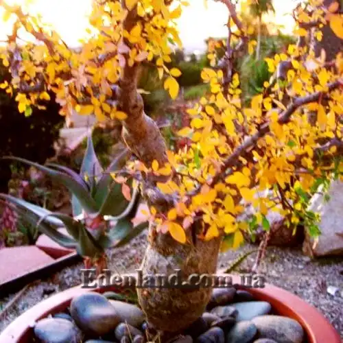 Изображение взрослое растение осенью