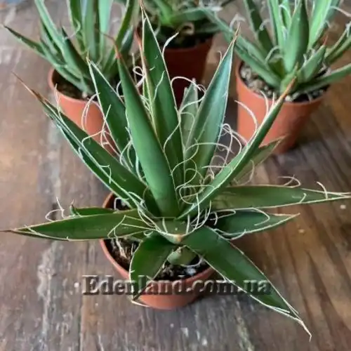 Зображення Агава нитконосна - Agave filifera