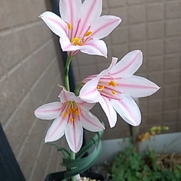 Изображение Циртантус Смита  - Cyrtanthus smithiae