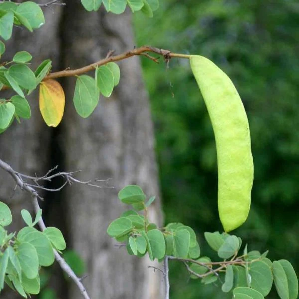 Зображення Баухінія Петерсона - Bauhinia petersiana