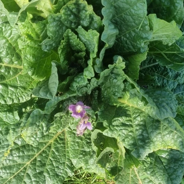 Изображение Мандрагора осенняя - Mandragora autumnalis 