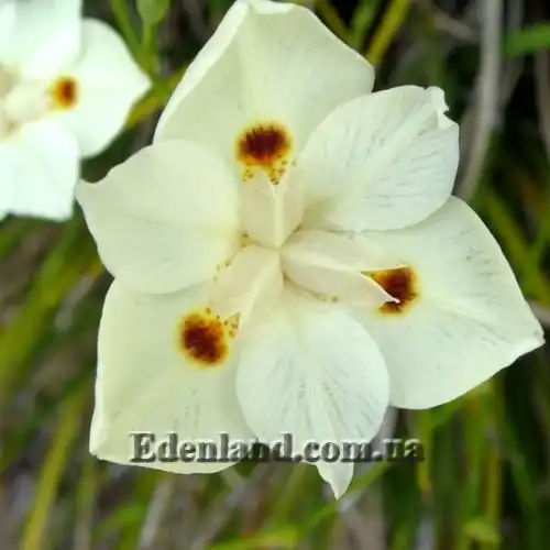 Зображення квітка