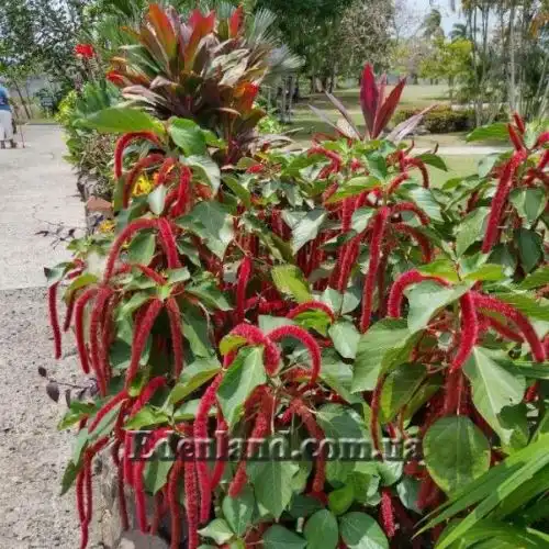 Зображення Акаліфа щетиниста - Acalypha hispida