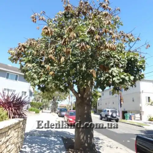 Изображение Брахихитон разноцветный - Brachychiton discolor