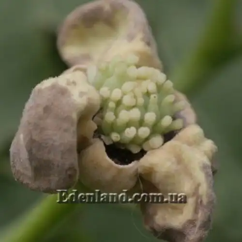 Изображение завязь