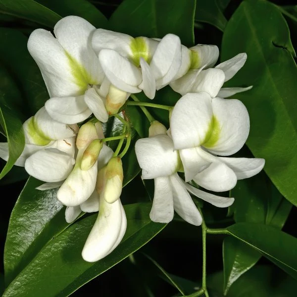 Изображение Крейбия Циммермана   - Craibia zimmermannii