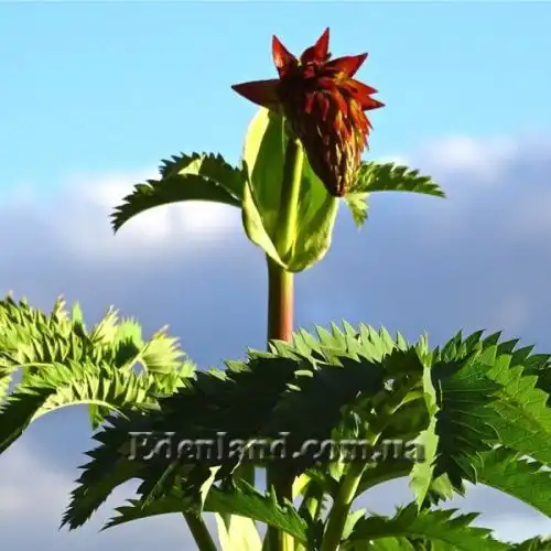 Зображення Меліантус великий - Melianthus major 