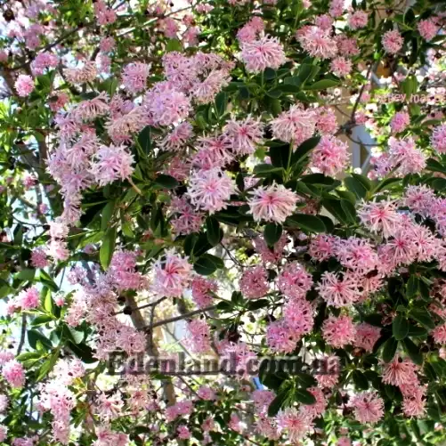 Зображення Даїс скумпієлистий - Dais cotinifolia