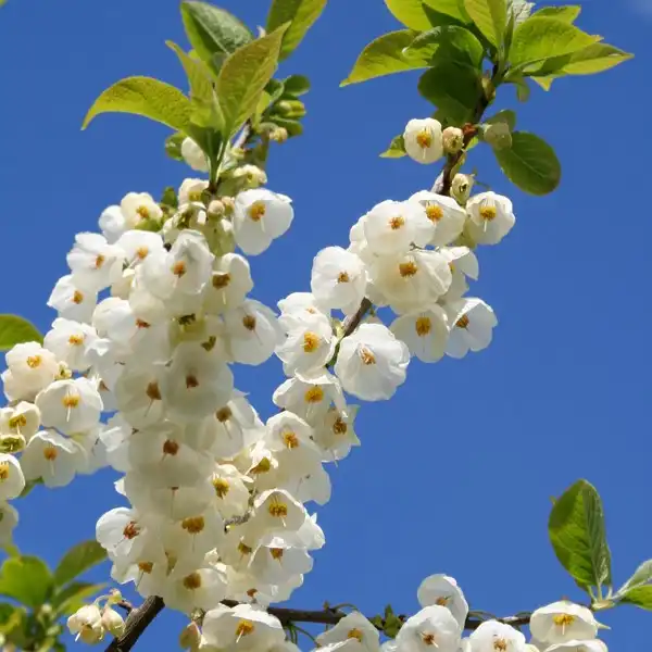 Изображение цветение