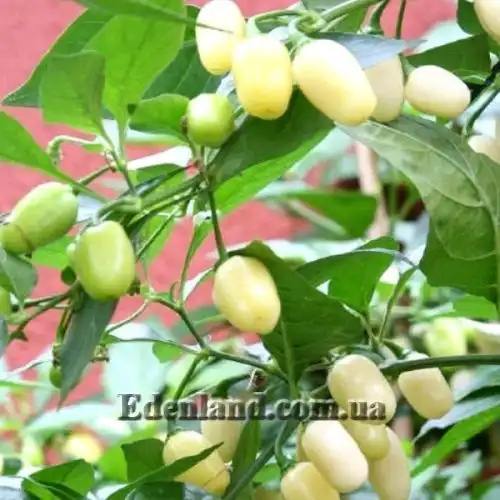 Изображение Перец Хабанеро белый  - Habanero White