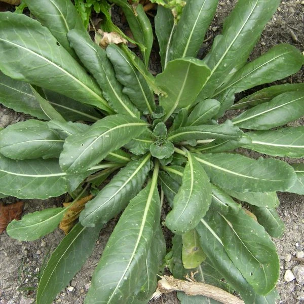 Изображение взрослая розетка