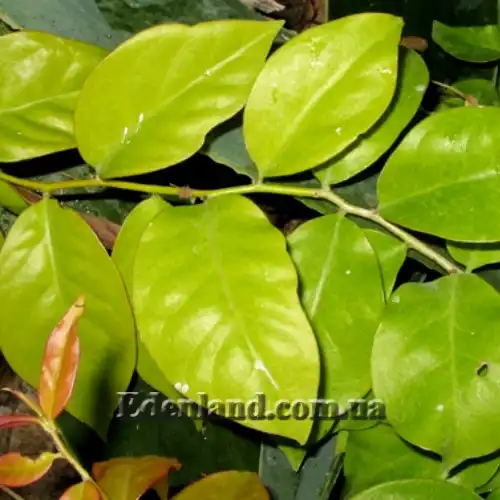 Изображение листья