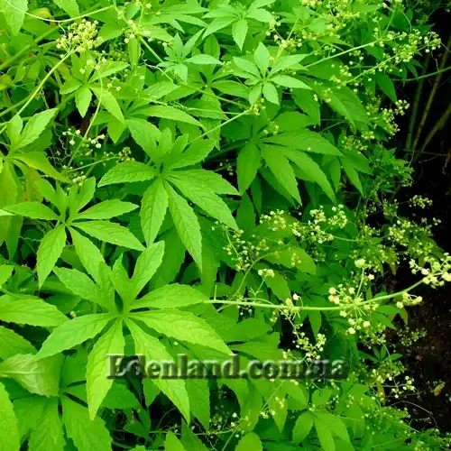 Изображение цветущее растение