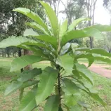 Изображение Дилления пятипестичная  - Dillenia pentagyna