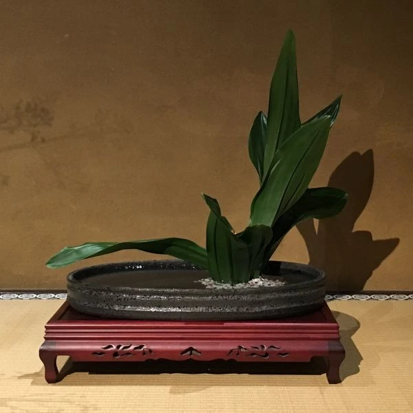 Зображення бонсай