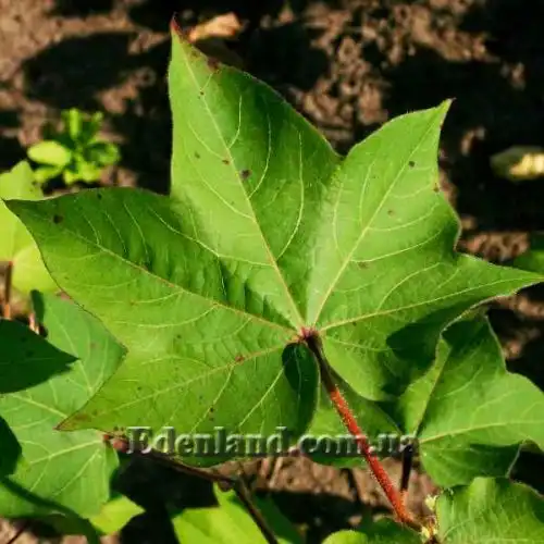 Изображение Госсипиум (хлопчатник) мохнатый - Gossypium hirsutum