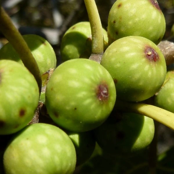 Зображення Фікус величезний - Ficus ingens 