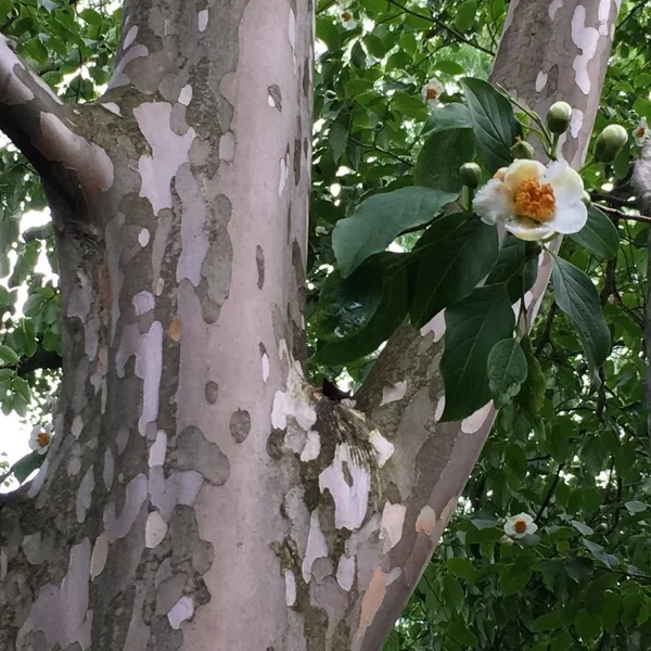 Стюартія псевдокамелія - Stewartia pseudocamellia — квітуче дерево