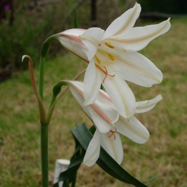 Изображение Циртантус Смита  - Cyrtanthus smithiae