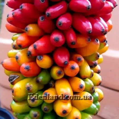 Зображення дозріваюче насіння