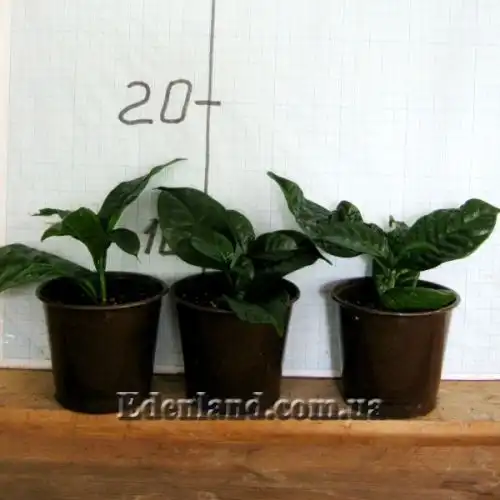 Изображение саженцы в продаже