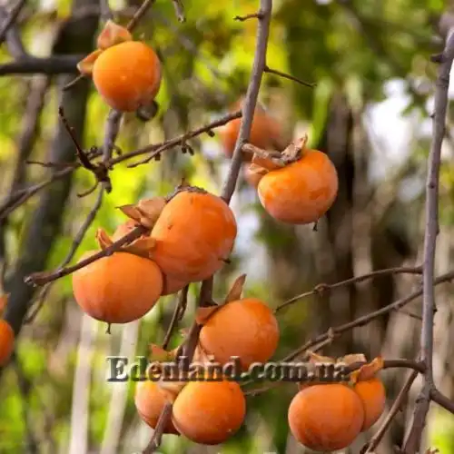 Изображение Хурма виргинская - Diospyros virginiana