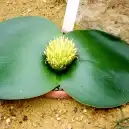 Новые поступления семян октябрь 2013 года