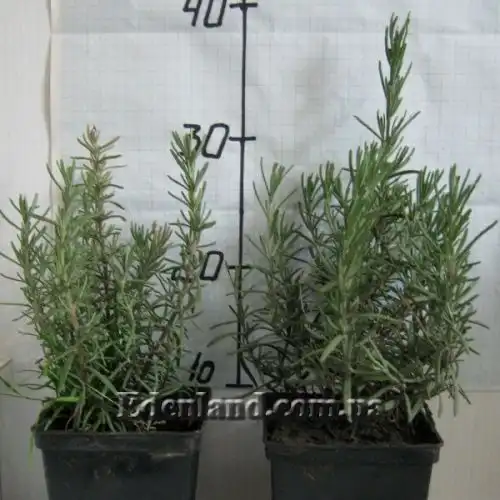 Изображение двухлетние растения