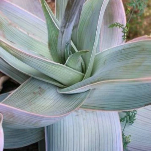 Зображення Алое смугасте - Aloe striata 