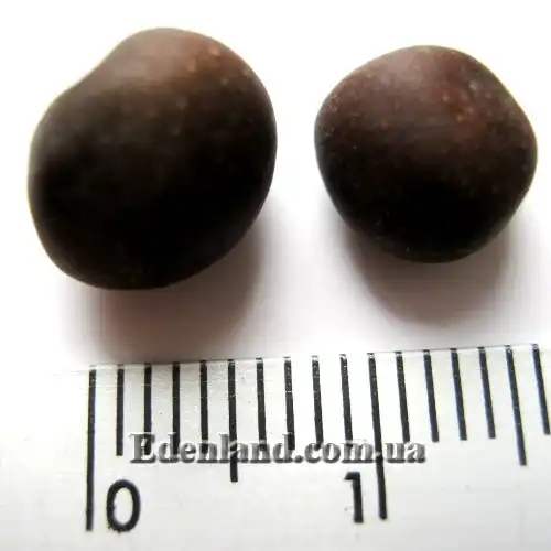 Изображение семена