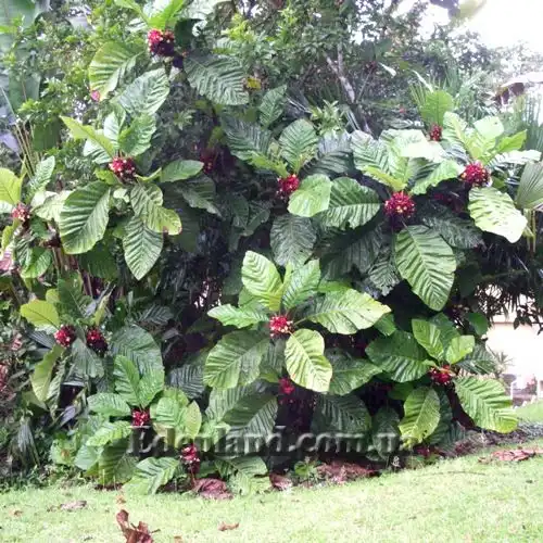 Изображение цветущий куст