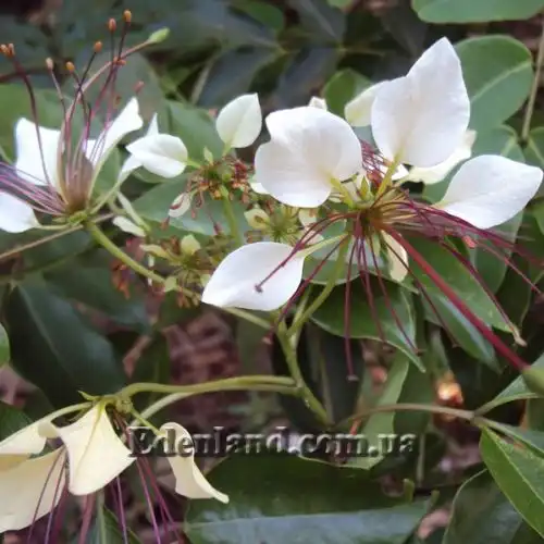 Изображение Кратева священная - Crateva religiosa