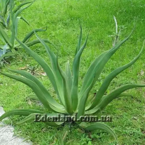 Изображение Агава Вильморена - Agave vilmoriniana