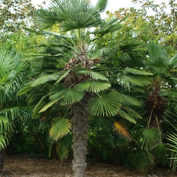 Изображение Трахикарпус Вагнера  - Trachycarpus wagnerianus 