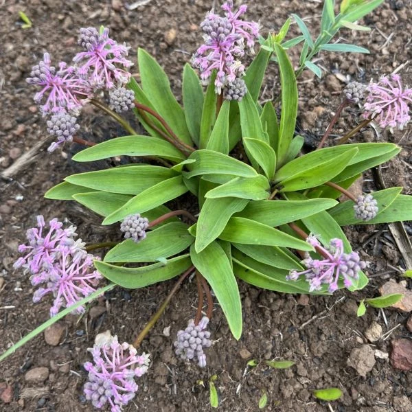 Изображение Ледебурия шершаволистная  - Ledebouria asperifolia