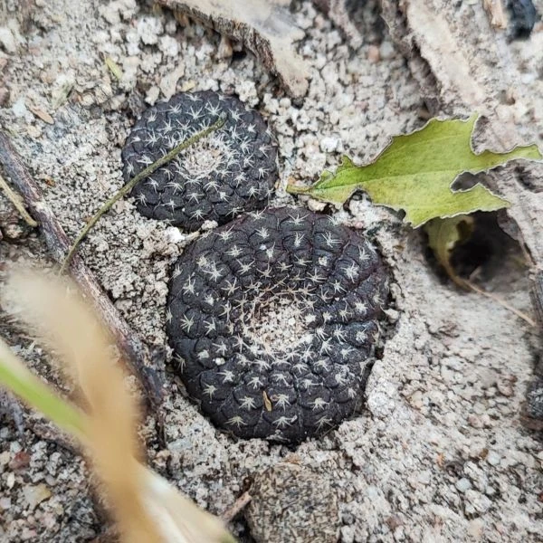 Зображення Фрайлея панцирна - Frailea cataphracta 