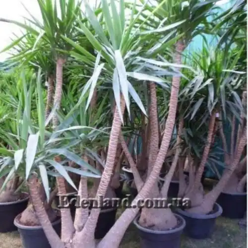 Изображение Юкка гигантская - Yucca gigantea