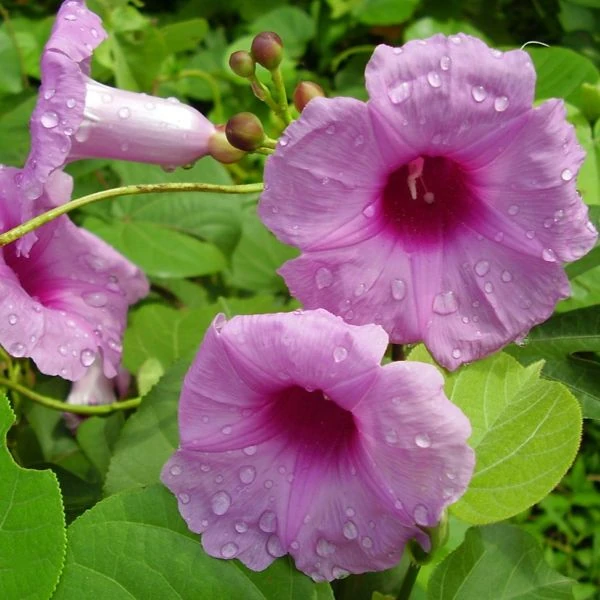 Іпомея маврикійська - Ipomoea mauritiana 