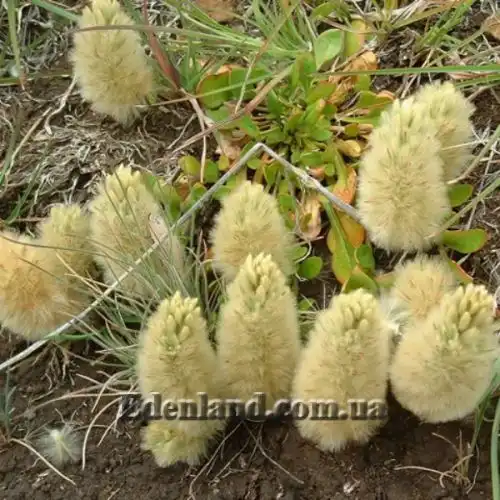 Птилотус лапатчастий - Ptilotus spathulata