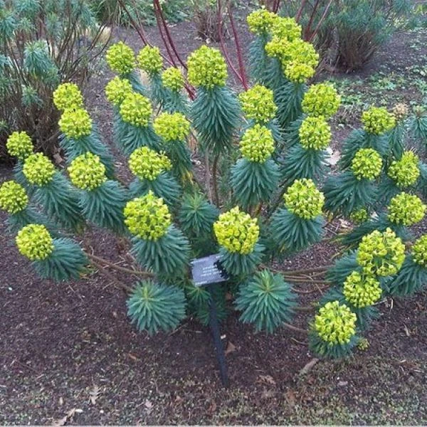Зображення Молочай (Єуфорбія) середземноморський - Euphorbia Characias