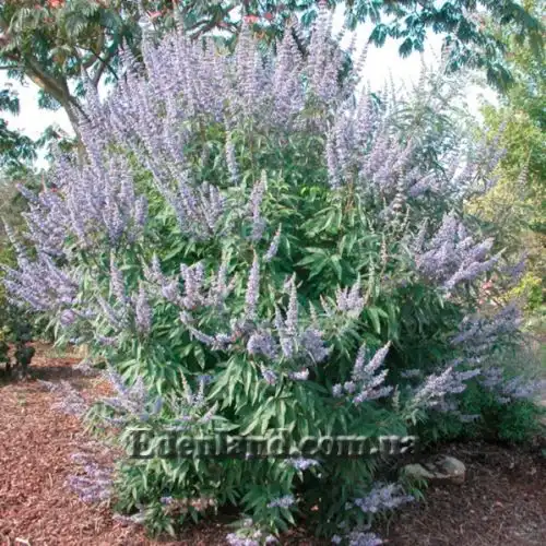 Изображение Витекс священный  - Vitex agnus - castus