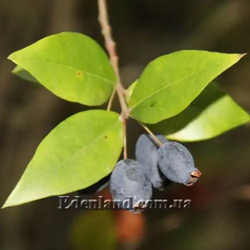 Изображение Мирт обыкновенный - Myrtus communis