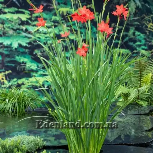 Изображение Схизостилис шарлаховый - Schizostylis coccinea