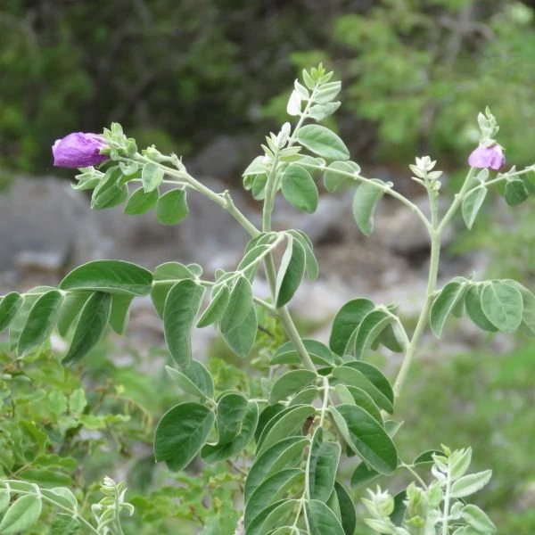 Изображение Моркиллия мексиканская  - Morkillia mexicana