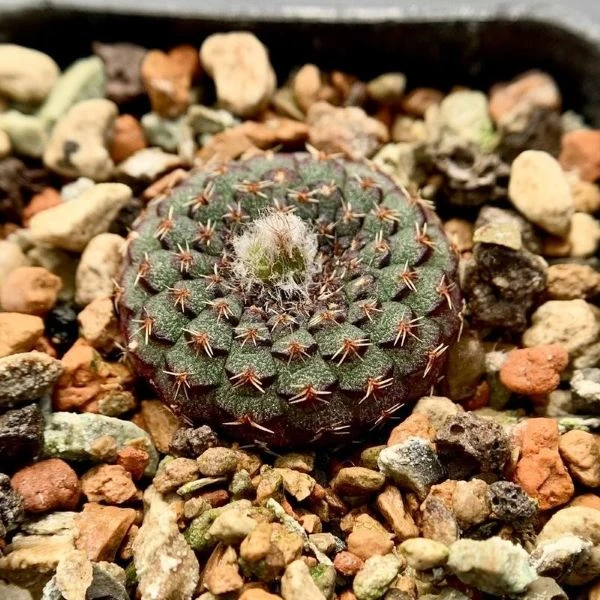 Зображення Фрайлея панцирна - Frailea cataphracta 