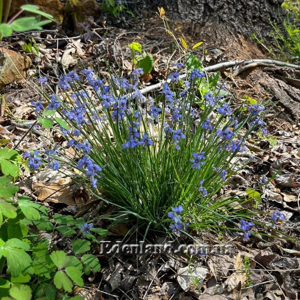 Зображення Сизірінхіум вузьколистий - Sisyrinchium angustifolium
