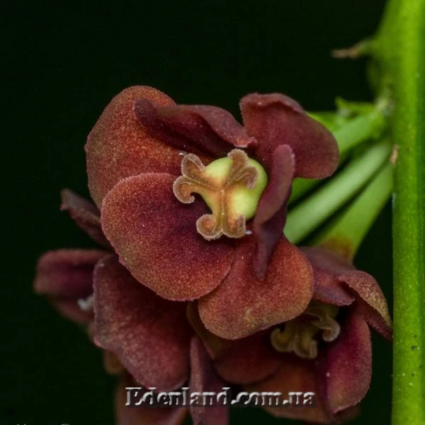 Изображение женский цветок